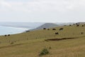 Cows peacefully grazing at green grass hill, Te Henga Walkway, New Zealand