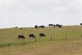 Cows peacefully grazing at green grass hill, Te Henga Walkway, New Zealand