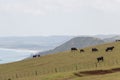 Cows peacefully grazing at green grass hill, Te Henga Walkway, New Zealand