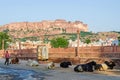 Cows in the streets sitting in the shade near Gulab Sagar with Mehrangarh Fort in the background  Jodhpur  Rajasthan  India Royalty Free Stock Photo