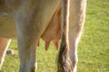View of a cows udder from behind, full of milk. Concepts of milk production and livestock care, friendly cow found in the nature