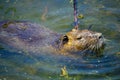 Coypu nutria, in the Hula Nature Reserve