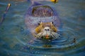 Coypu nutria, in the Hula Nature Reserve Royalty Free Stock Photo