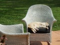 View of a Cream Tabby Cat Sleeping on an Outdoor Wicker Chair