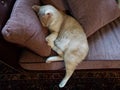 View of a Cream Tabby Cat Sleeping on a Stickley Couch Royalty Free Stock Photo