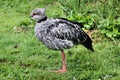 A view of a Crested Screamer