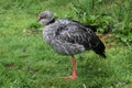 A view of a Crested Screamer