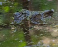 View of a crocidile or an alligator swimming in lake or pond Royalty Free Stock Photo