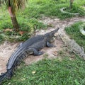 view crocodile at terengganu park malaysia