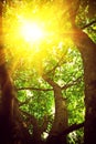 View through crone of the tree with translucent sun instagram st Royalty Free Stock Photo