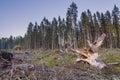 View of crooked snag among felled trees and branches