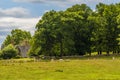 A view from Cropston reservoir towards deer grazing in Bradgate Park in Leicestershire