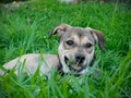 Rescue pup resting in long grass