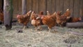 Brown chicken layers in a chicken coop. view of crowded laying hens at a poultry farm