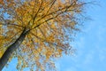 View in the crown of a beech tree with colorful red golden autumn leaves against a blue sky, seasonal nature background with copy Royalty Free Stock Photo