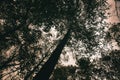 View into the crown of a deciduous tree in the forest. Upwards along the trunk Royalty Free Stock Photo