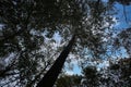 View into the crown of a deciduous tree in the forest. Upwards along the trunk Royalty Free Stock Photo