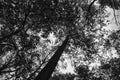 View into the crown of a deciduous tree in the forest. Upwards along the trunk Royalty Free Stock Photo