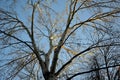 View into the crown of an old tree in autumn winter when the trees do not have leaves. you can see their bark of branches and