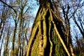 View into the crown of an old tree in autumn winter when the trees do not have leaves. you can see their bark of branches and