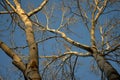 View into the crown of an old tree in autumn winter when the trees do not have leaves. you can see their bark of branches and