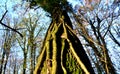 View into the crown of an old tree in autumn winter when the trees do not have leaves. you can see their bark of branches and