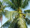 View of the crown of a palm tree with coconuts below. blue sky. exotic trees. vacation in asia Royalty Free Stock Photo