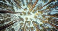 View of the crown trees in the pine forest, Retro style