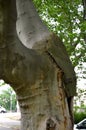 View of the crown and trunk of an old tree, repair of cavity against leakage and rot of the arborist. Broken skeletal branches mak