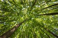 A view of the crowns of a beech forest in the Slovak Little Carpathian Mountains Royalty Free Stock Photo