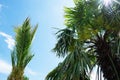 View of the crowns of palm trees and the sky with clouds