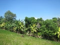 View of cuban landscape with palm trees and other tree species