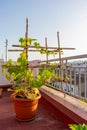 View of a cucumber plant grown in a plastic pot and supported by a reed structure at sunset in an urban garden. Royalty Free Stock Photo