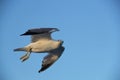 View of the cuite seagull bird in neapolitan coast, Italy