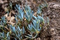 View of curio repens, blue chalksticks, succulent plant in the home garden