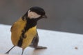 Curious agile Great Tit on the window sill