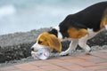 View of a curious Beagle dog playing with an empty bottle - concept: soil pollution