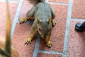 Squirrel On The Ground