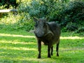 Curious Warthog