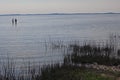 View of Curonian Lagoon Royalty Free Stock Photo