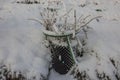 View of currant black plants in snow-covered air pots in garden. Royalty Free Stock Photo