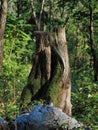 View of a cut tree trunk covered in moss in the forest on a sunny day - deforestation concept Royalty Free Stock Photo