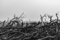 View of cut trees and people in the background in grayscale