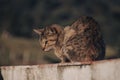 View of a cute cat sitting on a stone wall with blurred background Royalty Free Stock Photo