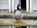 View of cute duck near the wooden house on the lake Royalty Free Stock Photo