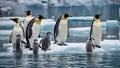 A view of a cute Emperor Penguin couple with a small offspring