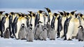 A view of a cute Emperor Penguin couple with a small offspring