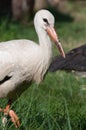 Cute fluffy young stork looking at the camera Royalty Free Stock Photo
