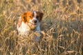 View of a cute hound dog running across the field on a sunny day