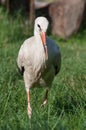 Cute juvenile stork looking at the camera Royalty Free Stock Photo